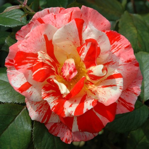 Narančasto - bijelo - Ruža - City of Carlsbad™ - Narudžba ruža